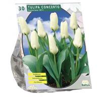 Baltus Bloembollen Baltus Tulipa Concerto Fosteriana tulpen bloembollen per 30 stuks