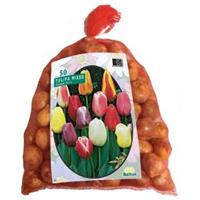 Baltus Bloembollen Baltus Tulipa Darwin Mix tulpen bloembollen per 50 stuks