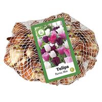 JUB Tulipa Pastel mix, 35 bloembollen