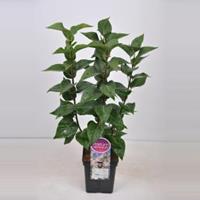Plantenwinkel.nl Sering (syringa vulgaris Beauty of Moscow) - 50-70 cm - 1 stuks