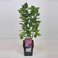 Plantenwinkel.nl Sering (syringa vulgaris Michel Buchner) - 50-70 cm - 1 stuks