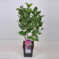 Plantenwinkel.nl Sering (syringa vulgaris Mme Antoine Buchner) - 50-70 cm - 1 stuks