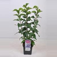 Plantenwinkel.nl Sering (syringa vulgaris Nadezhda) - 50-70 cm - 1 stuks