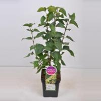 Plantenwinkel.nl Sering (syringa vulgaris Primrose) - 50-70 cm - 1 stuks