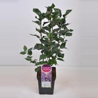 Plantenwinkel.nl Sering (syringa vulgaris Sensation) - 50-70 cm - 1 stuks