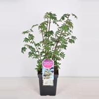 Plantenwinkel.nl Sering (syringa pinnatifolia) - 30-50 cm - 1 stuks