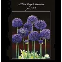 Baltus Bloembollen Baltus Allium Aflatunense Purple Sensation bloembollen per 100 stuks