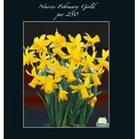 Baltus Bloembollen Baltus Narcissus February Gold bloembollen per 250 stuks