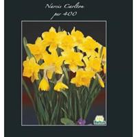 Baltus Bloembollen Baltus Narcissus Carlton bloembollen per 400 stuks