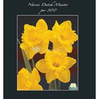 Baltus Bloembollen Baltus Narcissus Dutch Master bloembollen per 300 stuks