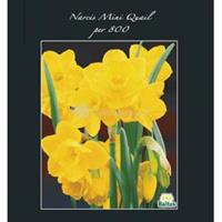 Baltus Bloembollen Baltus Narcissus Mini Quail bloembollen per 800 stuks