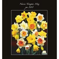 Baltus Bloembollen Baltus Narcissus Trompet Mix bloembollen per 300 stuks