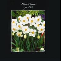 Baltus Bloembollen Baltus Narcissus Actea bloembollen per 250 stuks