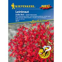 KIEPENKERL Leinkraut Licilia Red