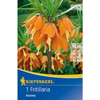 KIEPENKERL Kaiserkronen Fritillaria Aurora orange