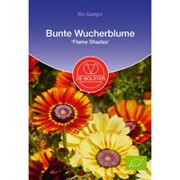 DEBOLSTER Bunte Wucherblume Flame Shades | BIO Blumensamen von De Bolster