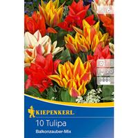 KIEPENKERLHERBSTBLUMENZWIEBELN Tulpe Balkonzauber Mischung (10 Stück) | Tulpenzwiebeln von Kiepenkerl