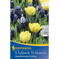 KIEPENKERL Blühende Partner Tulpen und Muscari-Mix Skandinavischer Frühling