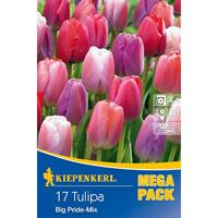 KIEPENKERL Mega- Pack Darwin-Hybrid-Tulpen Big Pride Mischung