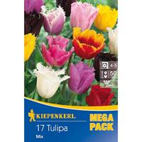 KIEPENKERL Prachtmischung Gefranste Tulpen