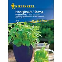 KIEPENKERL Honigkraut / Stevia Sweet Honey | Blumensamen von 