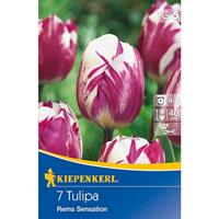 KIEPENKERL Triumph-Tulpen Rems Sensation weiß mit purpurroter Flammung