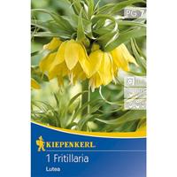 KIEPENKERL Kaiserkronen Fritillaria Lutea gelb