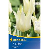 KIEPENKERL Tulipa Sapporo, 7 Stück Blumenzwiebeln