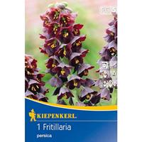 KIEPENKERL Kaiserkronen Fritillaria Persica Persische Schachbrettblume tiefviolett