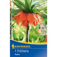 KIEPENKERL Kaiserkronen Fritillaria Rubra rot