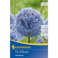 KIEPENKERL Zierlauch Allium caeruleum azurblau