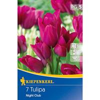 KIEPENKERL Mehrblütige Tulpen Night Club lilapurpur