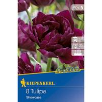 KIEPENKERL Profi-Line Tulipa Showcase, 8 Stück Blumenzwiebeln