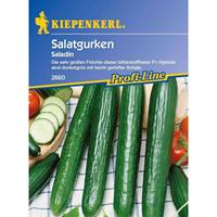 KIEPENKERL - VEGETABLE SEEDS Salatgurken Gewächshaus Schlangengurke Saladin