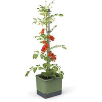 Gusta Garden - Tom Tomato - Tomaten Planten - Tomaten Plantenbak met Watertank - Kweekbak - Kweektafel - Donkergroen
