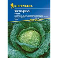 KIEPENKERL Wirsingkohl Wirosa F1 | Wirsingsamen von - 