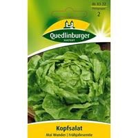 QUEDLINBURGERSAATGUT Kopfsalat Mai Wunder | Kopfsalatsamen von Quedlinburger
