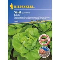 KIEPENKERL Salat Kopfsalat Estelle resistent Pillensaatgut