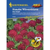 KIEPENKERL Knautie / Witwenblume Red Knight