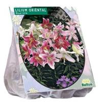 Baltus Bloembollen Baltus Lilium Oriental Mix Lelie bloembollen per 5 stuks