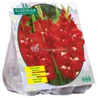 Baltus Bloembollen Baltus Gladiolus Traderhorn gladiolen bloembollen per 25 stuks