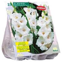 Baltus Bloembollen Baltus Gladiolus White Prosperity gladiolen bloembollen per 25 stuks