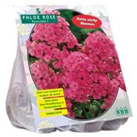Baltus Bloembollen Baltus Phlox paniculata Roze bloembollen per 5 stuks