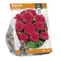 Baltus Bloembollen Baltus Begonia Non-stop pink bloembollen per 3 stuks
