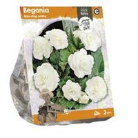 Baltus Bloembollen Baltus Begonia Non-stop white bloembollen per 3 stuks