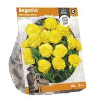 Baltus Bloembollen Baltus Begonia Non-stop yellow bloembollen per 3 stuks
