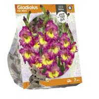 Baltus Bloembollen Baltus Gladiolus Far West Gladiolen bloembollen per 7 stuks