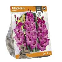 Baltus Bloembollen Baltus Gladiolus Fidelio Gladiolen bloembollen per 7 stuks