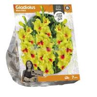 Baltus Bloembollen Baltus Gladiolus Marvinka Gladiolen bloembollen per 7 stuks
