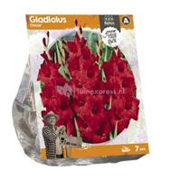 Baltus Bloembollen Baltus Gladiolus Oscar Gladiolen bloembollen per 7 stuks